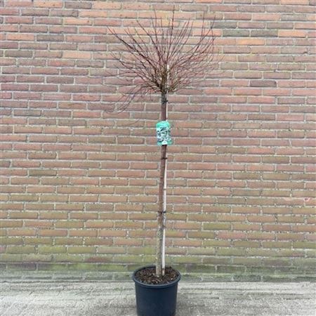 Cornus Stolonifera Kelsey's Dwarf