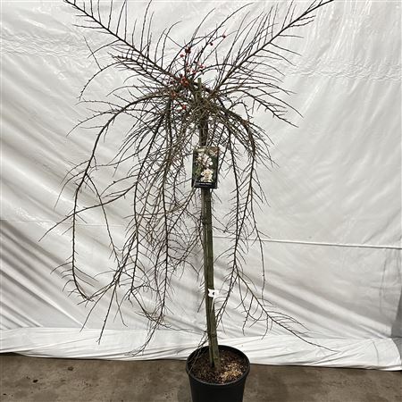 Cotoneaster Apiculatus Blackburn On Stem