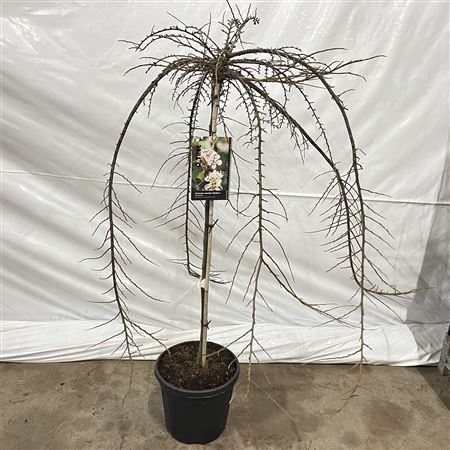 Cotoneaster Apiculatus Blackburn On Stem