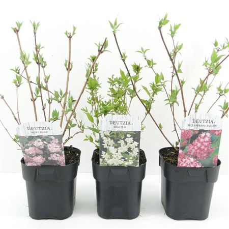 Deutzia Mix Shelf