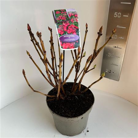 Hydrangea Ma Red