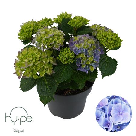 Hydrangea Ma Mophead Blue 7+ (hy-pe)