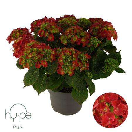 Hydrangea Ma Mophead Red 10+ (hy-pe)