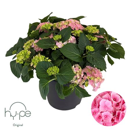 Hydrangea Ma Mophead Pink 15+ (hy-pe)