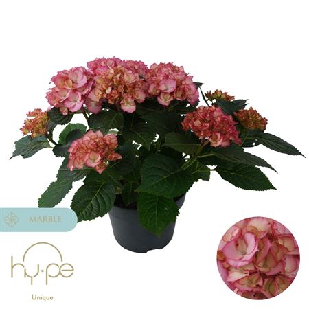 Hydrangea M? Ave Pink 7+ (hy-pe)