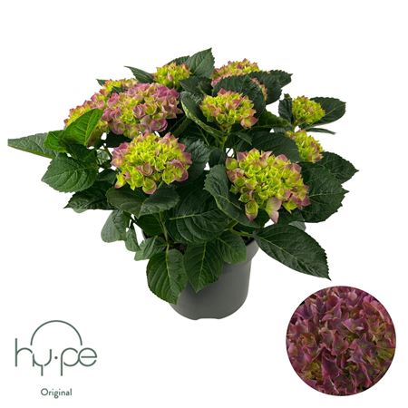 Hydrangea Ma Purple 7+ (hy-pe)