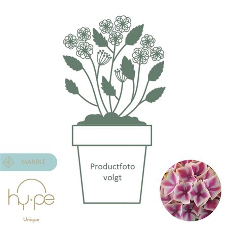 Hydrangea Ma Diva Pink 10+ (hy-pe)