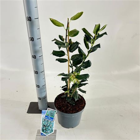 Ilex Nellie R. Stevens