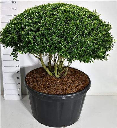 Ilex Cren Blondie