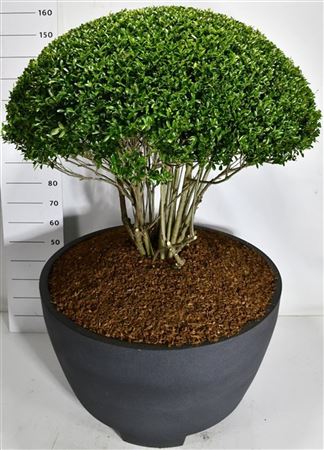Ilex Cren Blondie