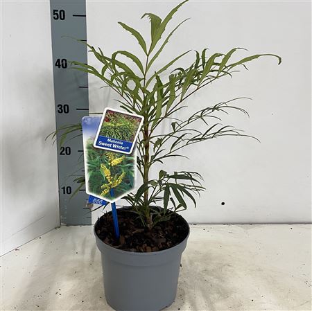 Mahonia Sweet Winter