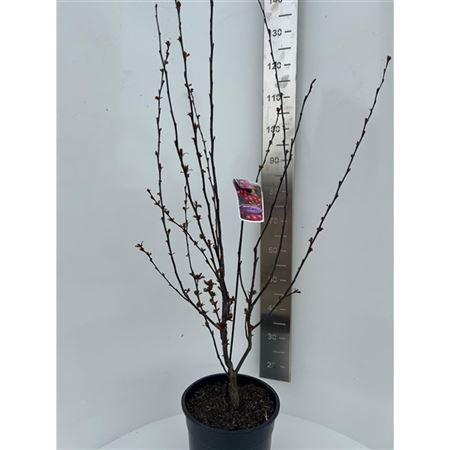 Malus Veitch's Scarlet