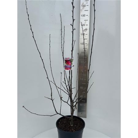 Malus Transitoria Appletini