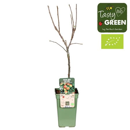 Malus Dom Jonagold Bio