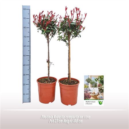 Photinia Robusta Compacta On Stem