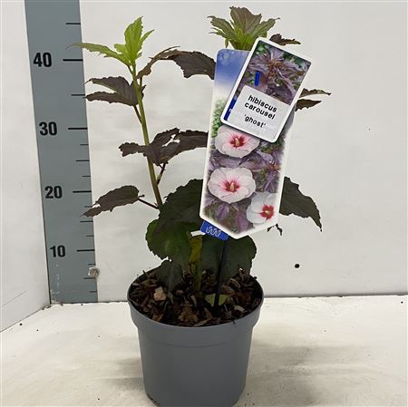 Гибискус Карусель Призрак