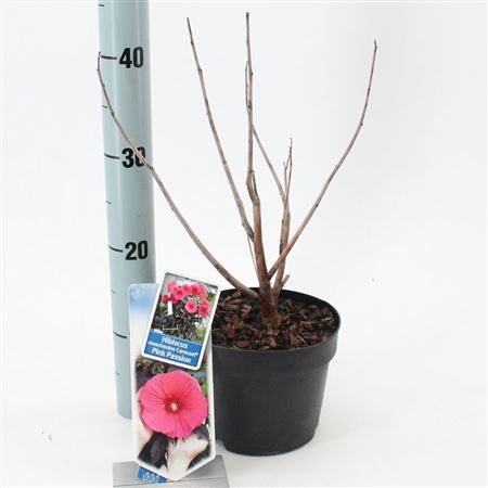 Гибискус Карусель Розовая Страсть