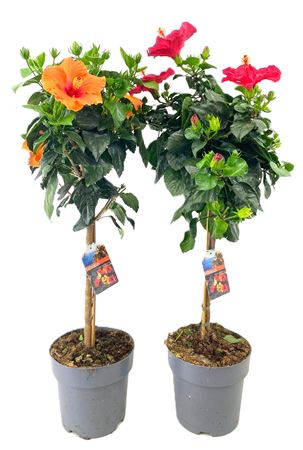 Hibiscus Mix On Stem