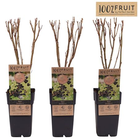 Рибес Йостаберри