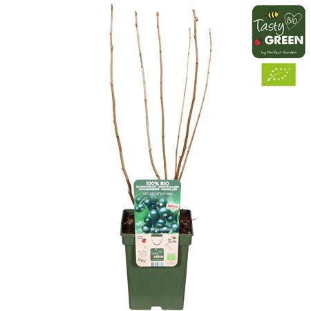 Ribes Nigrum Black Marble Bio