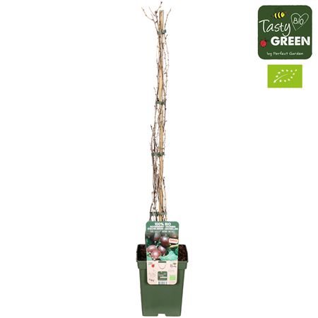 Ribes Easycrisp Madame Sanssouci Bio