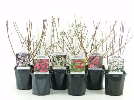 Растительная смесь для улицы