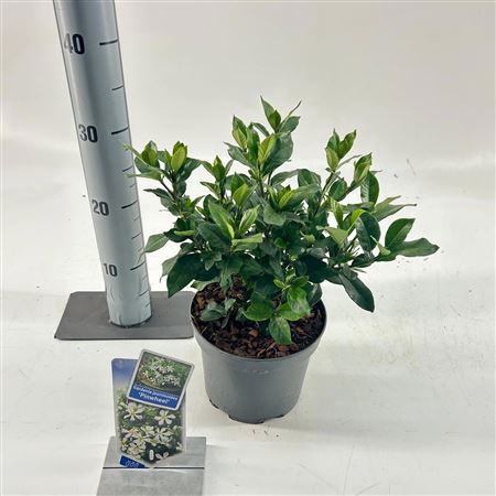 Gardenia Jasminoides Pinwheel