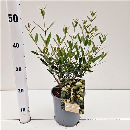 Phillyrea Angustifolia