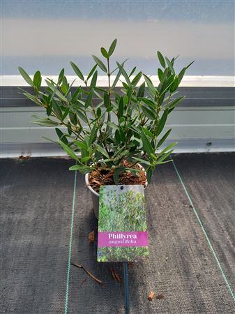 Phillyrea Angustifolia