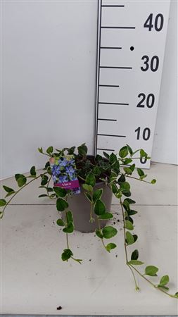 Vinca Minor Ralph Shugert