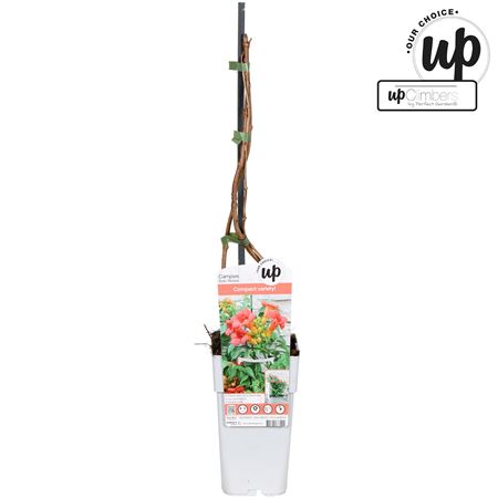 Campsis Tagliabuana Solo Rosso