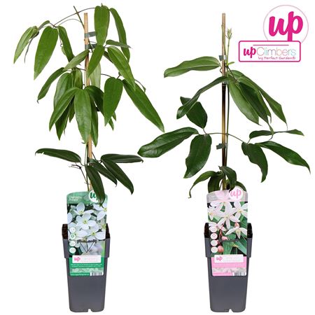 Clematis Mix Evergreen