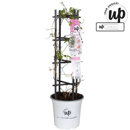 Clematis Mon Carnaval Colour Mix