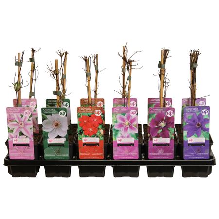 Clematis Mix Budget