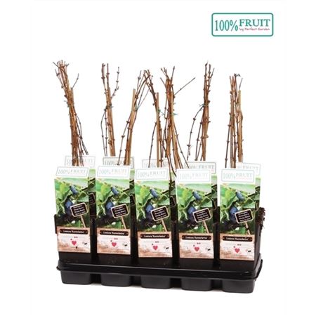 Lonicera Kamtschatica