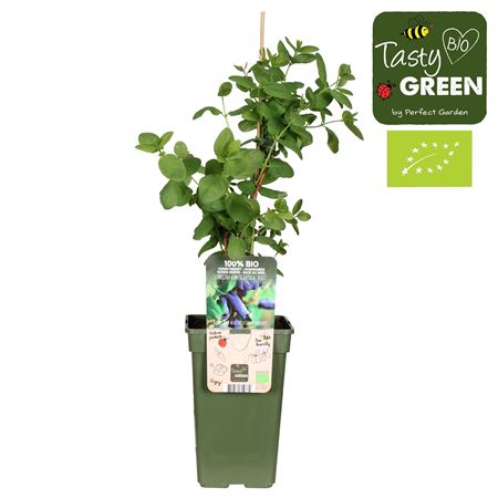 Lonicera Kamtschatica Duet Bio