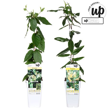 Lonicera Mix (our Choice)