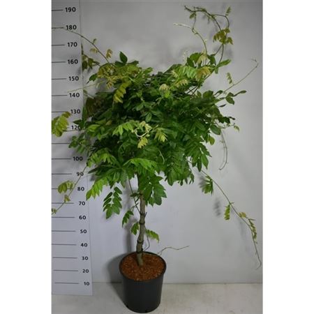 Wisteria Brach Yokohama Fuji On Stem