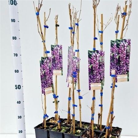 Wisteria Formosa Issai Perfect On Stick