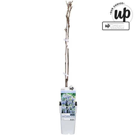 Wisteria Macrostachya Blue Moon