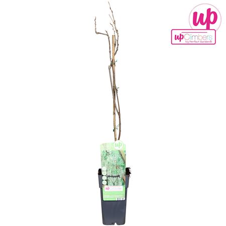 Wisteria Macrostachya Clara Mack