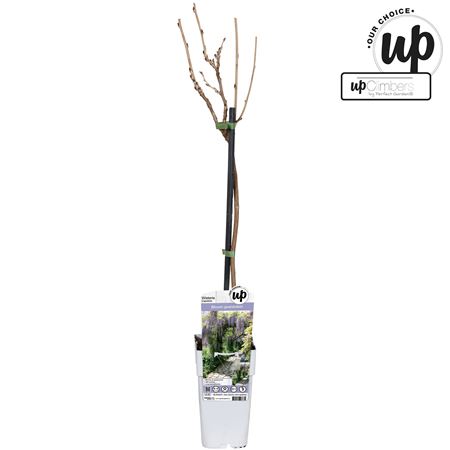 Wisteria Sin Caroline