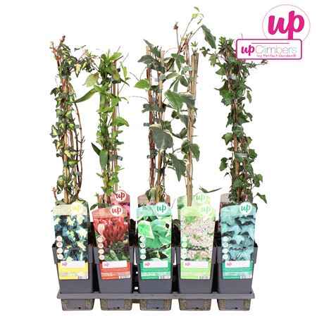 Climbing Plants Mix Standard