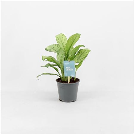 Green Agla 'maria Christina' Halfwas (aglaonema)