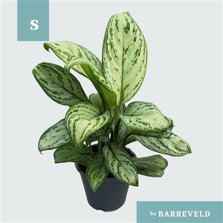 Aglaonema Maria Christina
