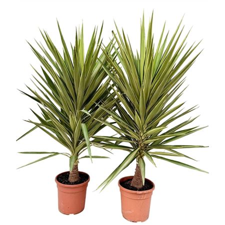 Yucca Jewel Head