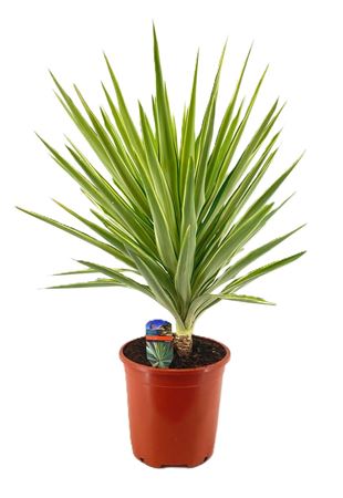 Yucca Jewel Head
