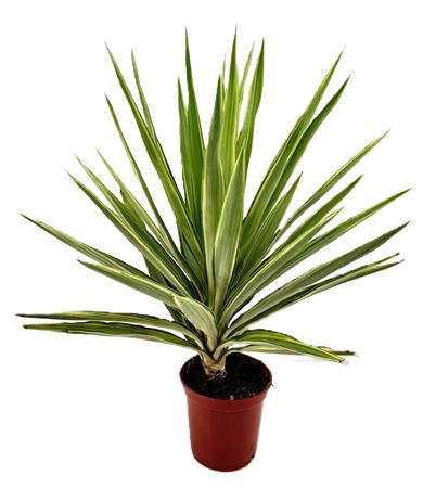 Yucca Jewel