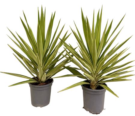 Yucca Jewel