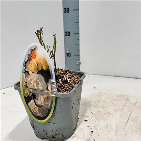 Rosa (pa) Wedding Rose